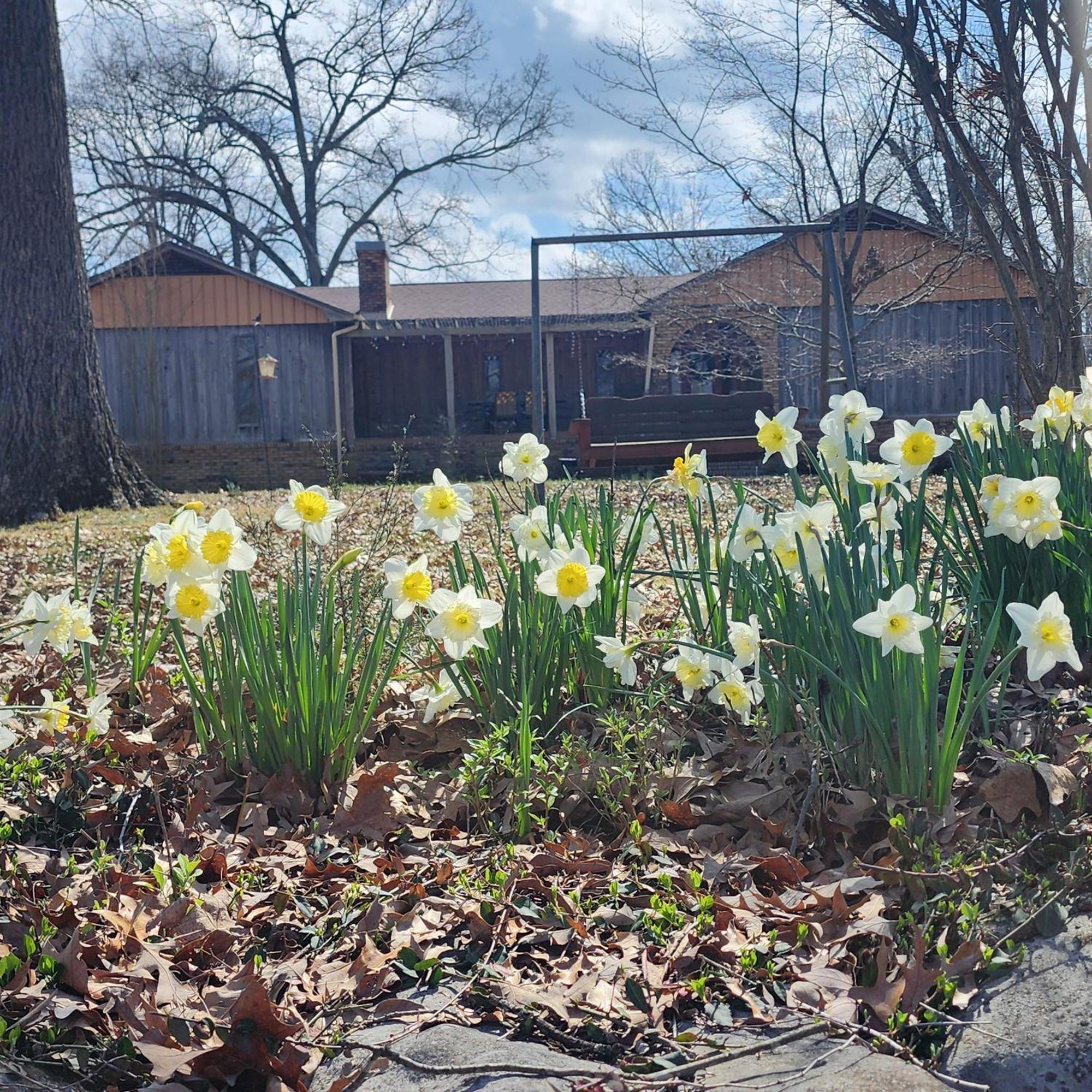 Sisters On Sycamore B&B Russellville 외부 사진